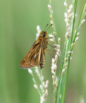 Salt Marsh Skipper